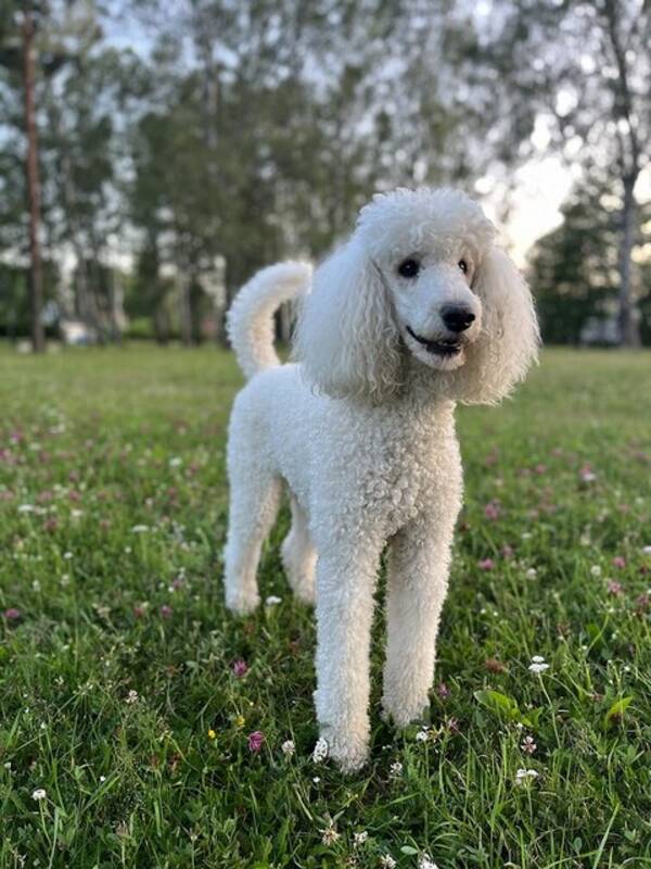 Hund - Måna, Storpudel/Kungspudel