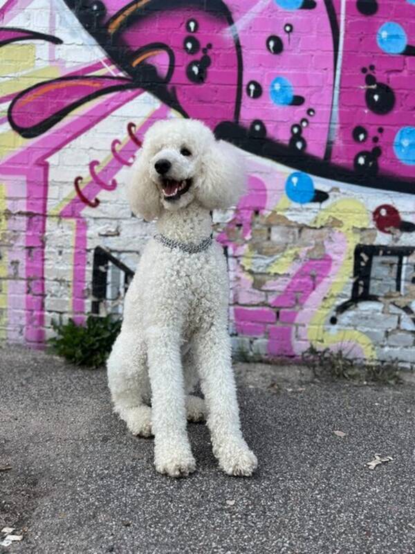 Hund - Måna, Storpudel/Kungspudel