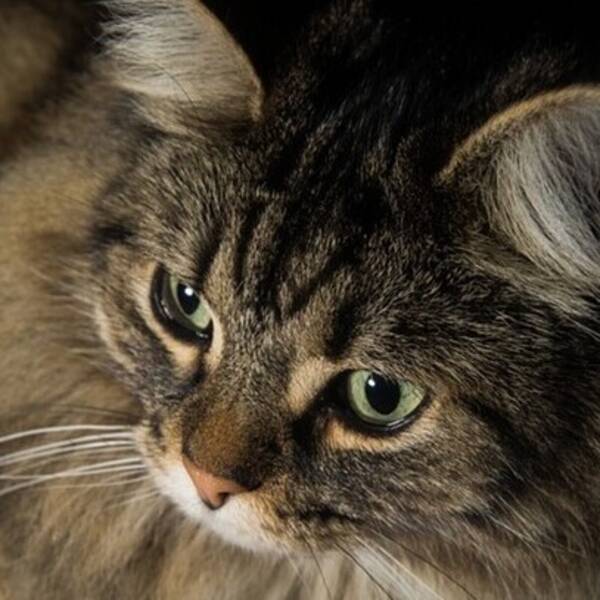 Katt - Norsk skogskatt 