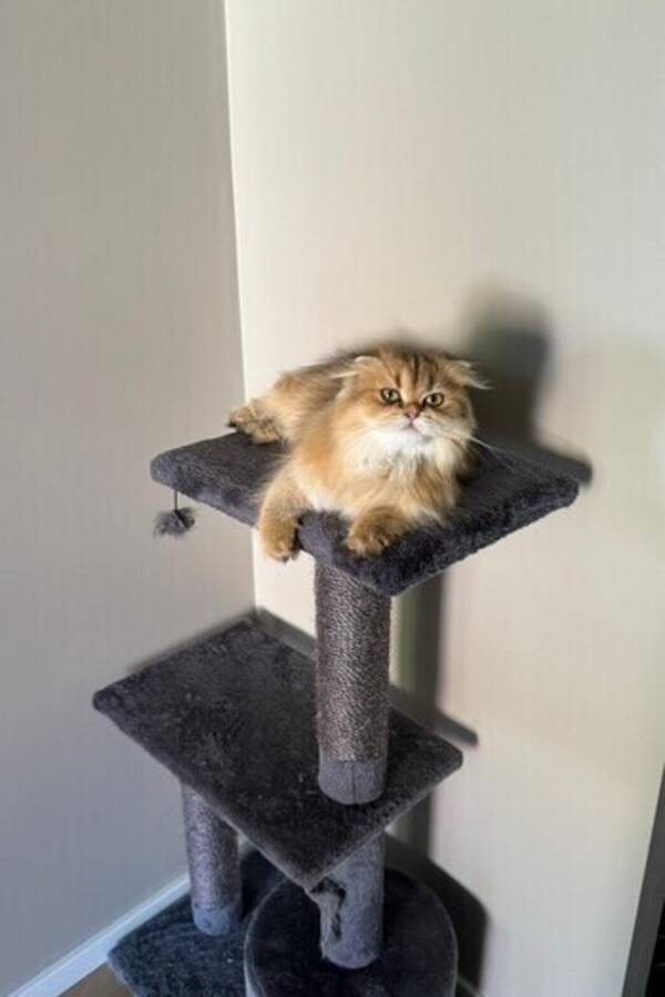 Katt - Scottish fold 