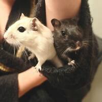 Gerbilerna Kurre & Totto