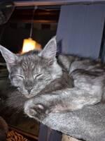 Kattunge født 1.oktober 2025.