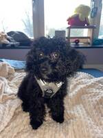 Dvärg pudel, malteser