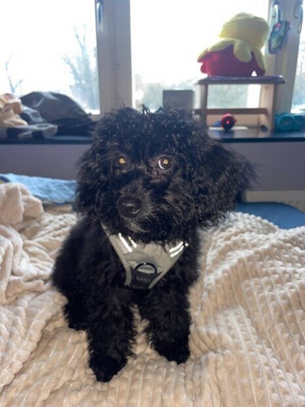 Hund - Dvärg pudel, malteser