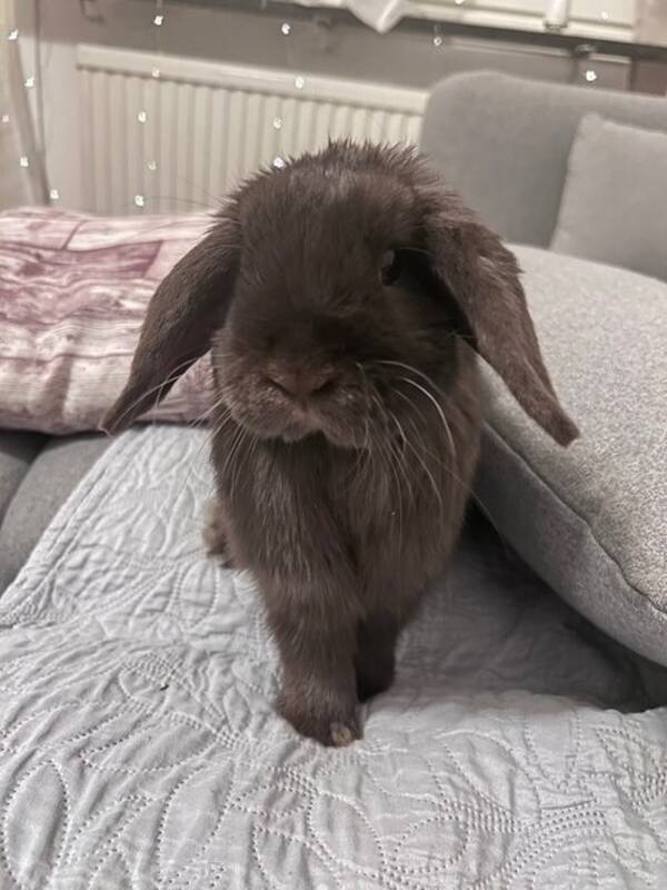 Övrigt - Dvärgkanin 