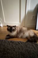 Ragdollen Astrid Ragdollen Astrid