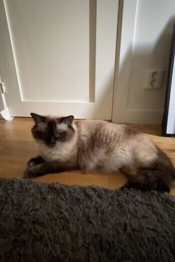 Katt - Ragdollen Astrid