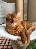 Vacker smidig orangebrun katt Vacker smidig orangebrun katt