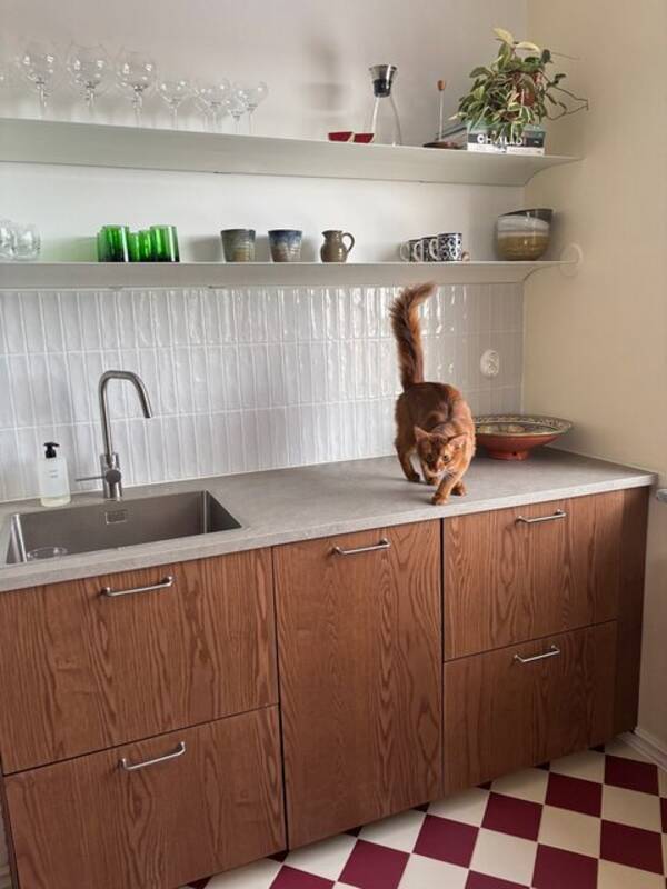 Katt - Vacker smidig orangebrun katt