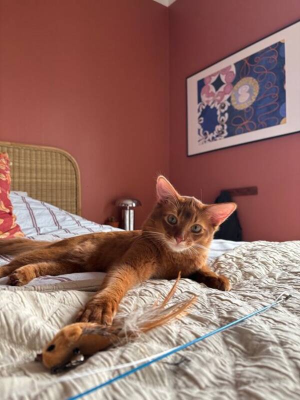 Katt - Vacker smidig orangebrun katt