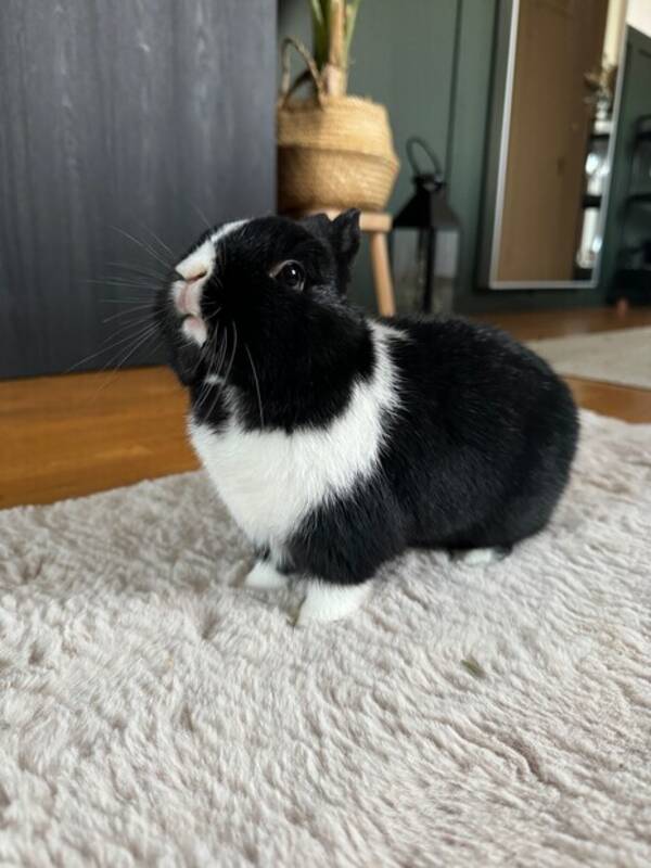 Övrigt - Kameravan kanin