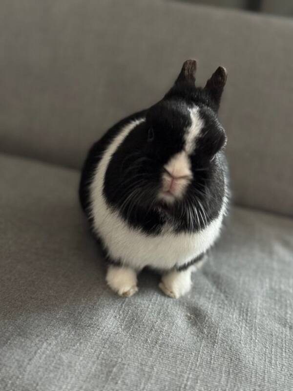 Övrigt - Kameravan kanin