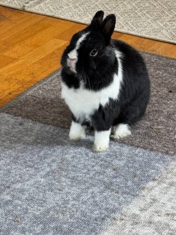 Övrigt - Kameravan kanin