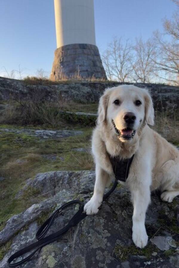Hund - Golden Retriever 