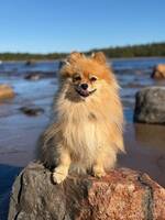 Pomeranian Nemo Pomeranian Nemo