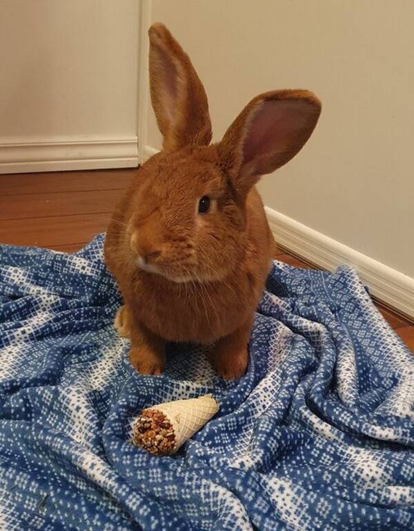 Annet - Kjempekanin