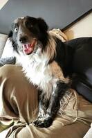 Leken gutt med tofargede øyne