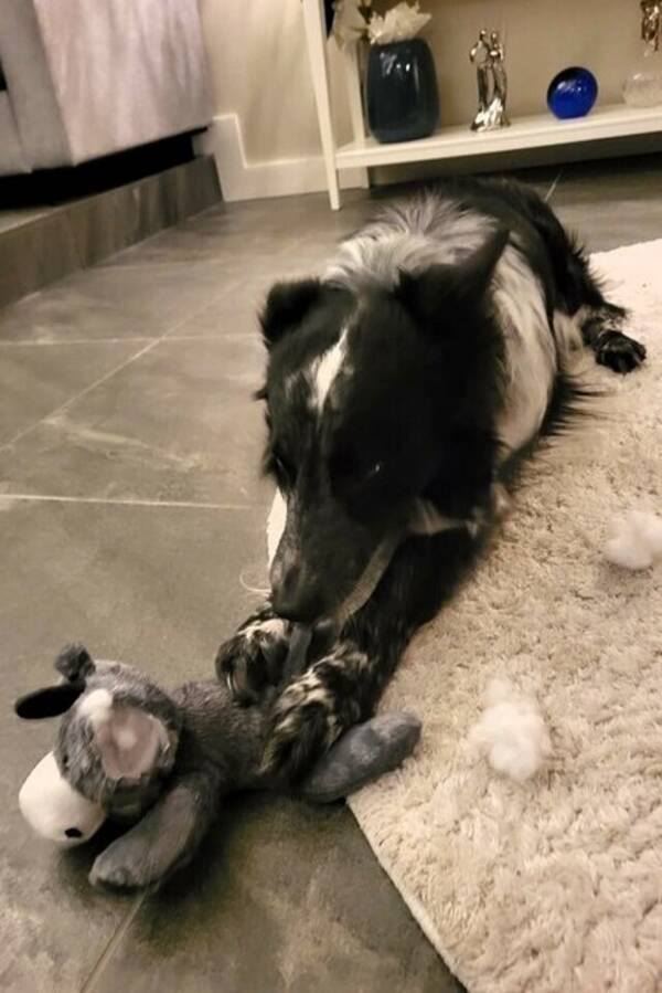 Hund - Leken gutt med tofargede øyne