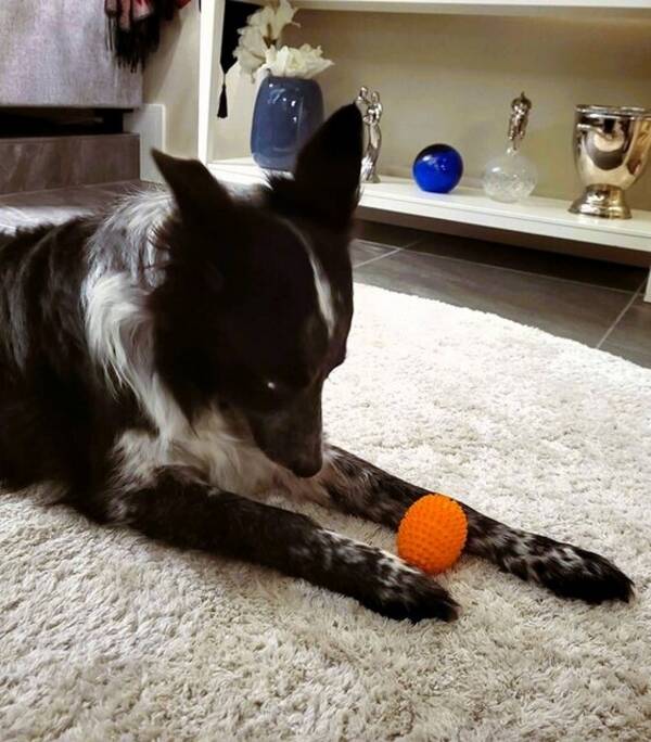 Hund - Leken gutt med tofargede øyne