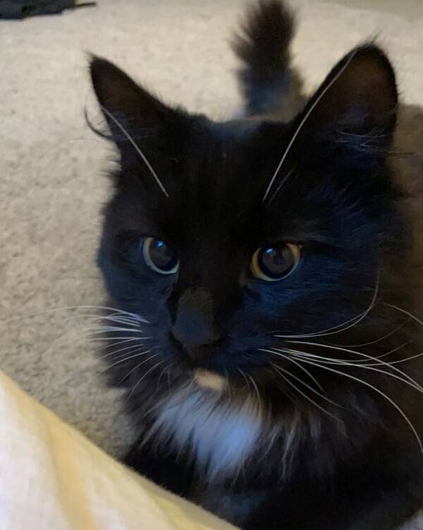 Katt - Katten Aladdin