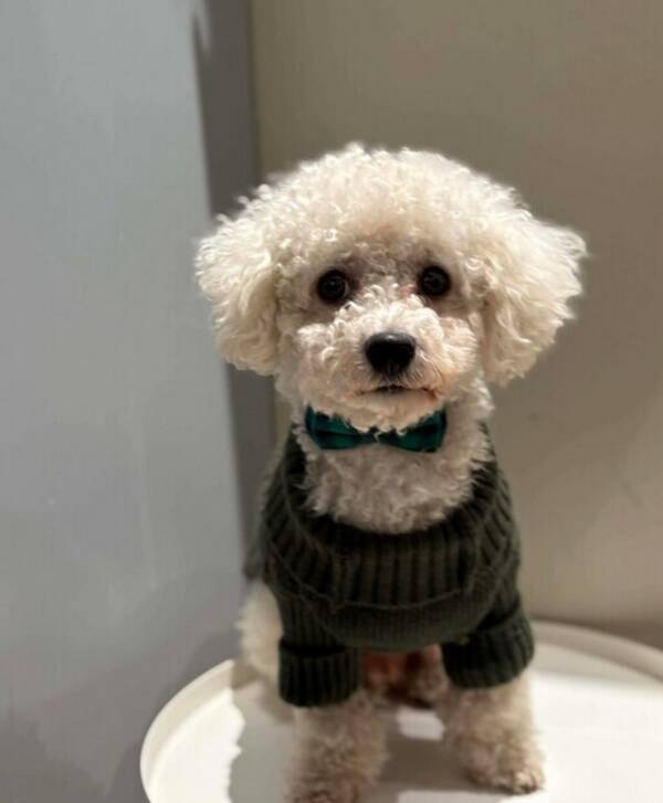 Hund - Bichon Frise Lucas 