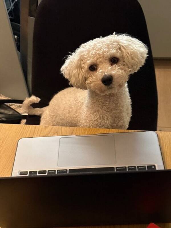 Hund - Bichon Frise Lucas 