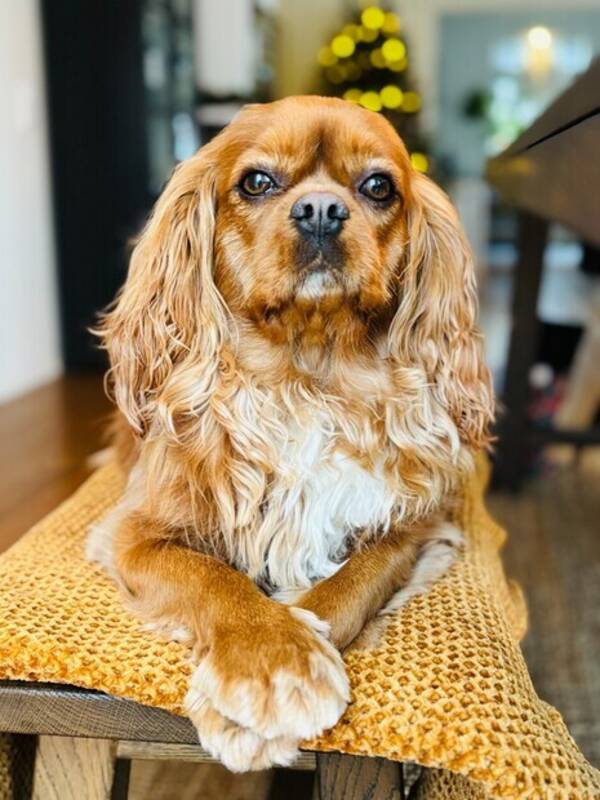 Hund - Cavalier King Charles