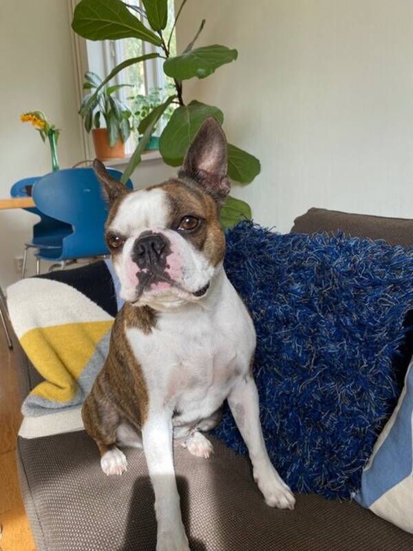 Hund - Bostonterrier  Nancy 