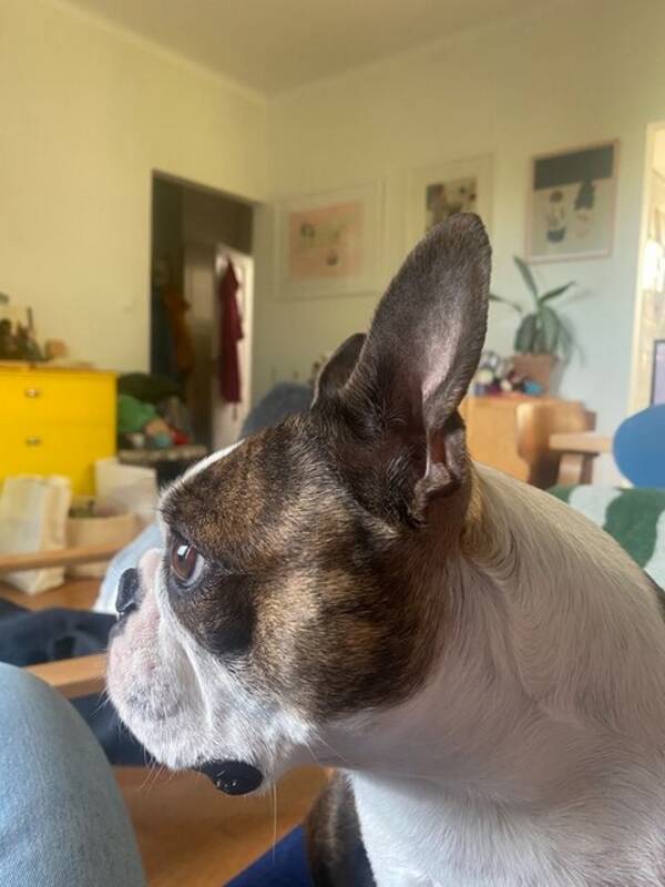 Hund - Bostonterrier  Nancy 