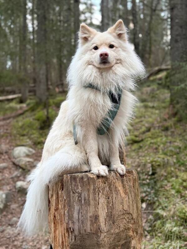 Hund - Finsk lapphund med navn Mio