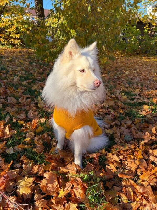 Hund - Finsk lapphund med navn Mio