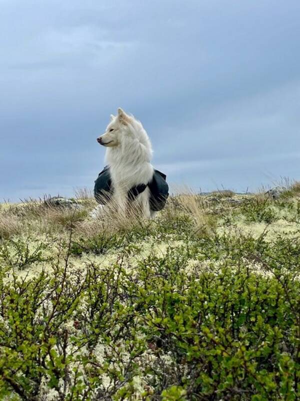 Hund - Finsk lapphund med navn Mio