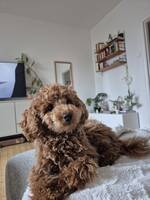 Biondo toy/dvärgpudel