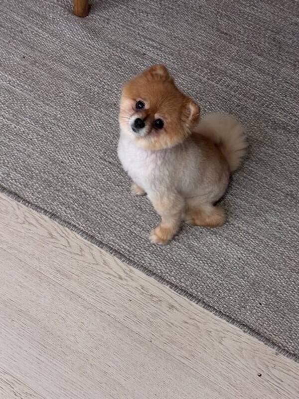 Hund - Pomeranian Nellie