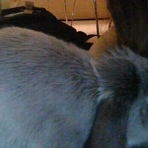 Övrigt - grå kanin