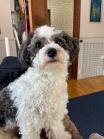 Shitzu/toypudel Malte