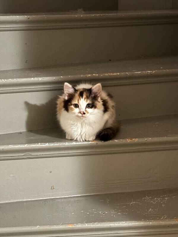 Katt - Huskatten Smulan