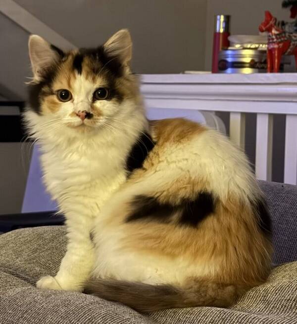 Katt - Huskatten Smulan