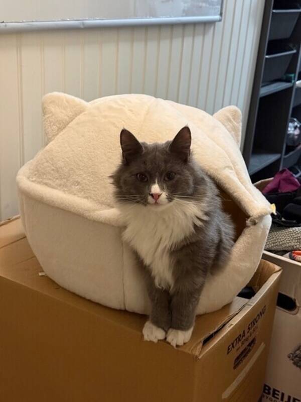 Katt - Huskatten Rasmus