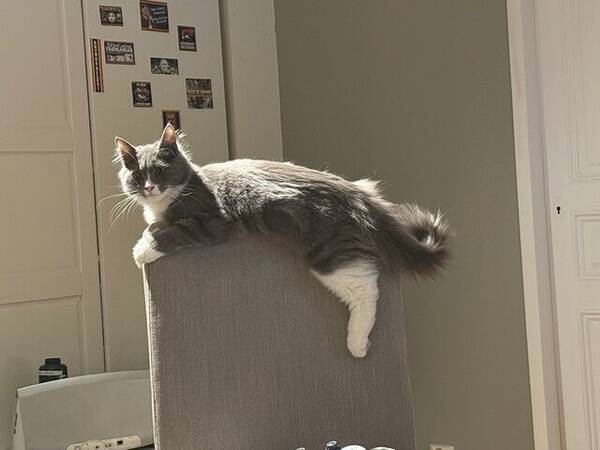 Katt - Huskatten Rasmus