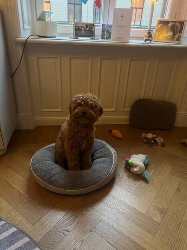 Hund - Cavapoon Bico