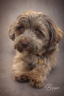 Bichon Havanais Beppe