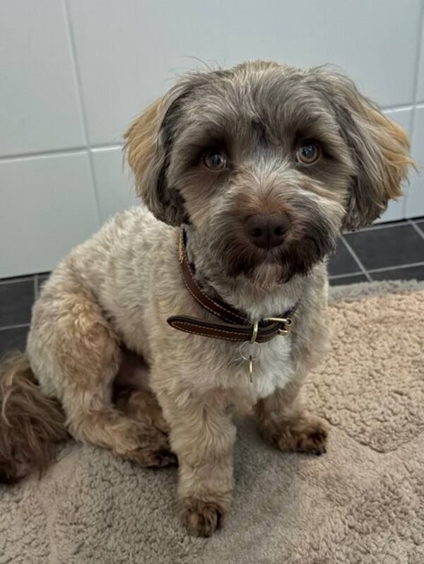 Hund - Bichon Havanais Beppe