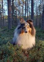 Shetland Sheepdog Enzo
