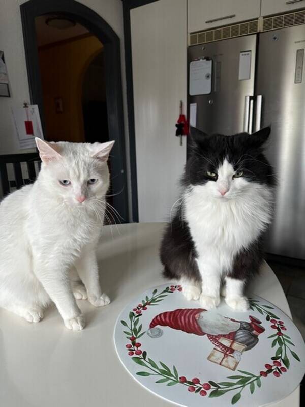 Katt - Frasse och Delta och Hugo