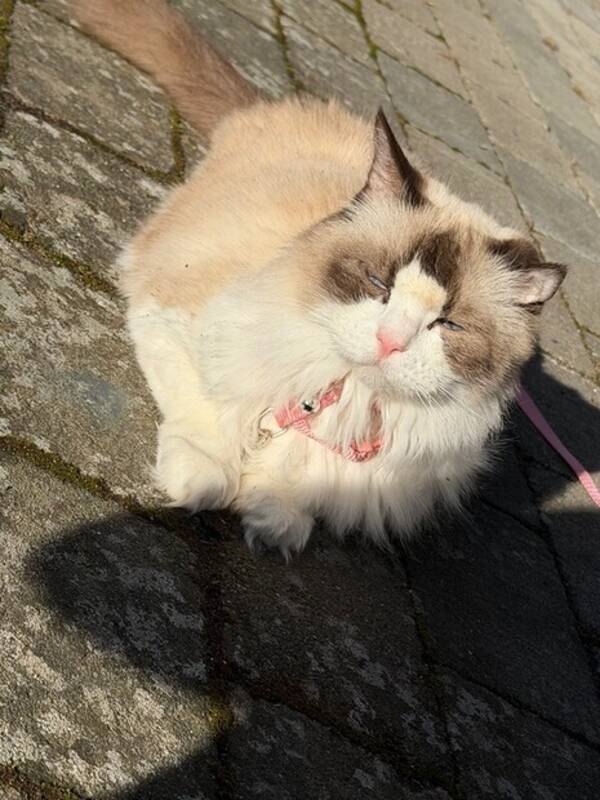 Katt - Drottningen Cissi