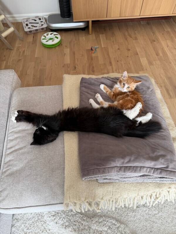 Katt - Kira och Nomi