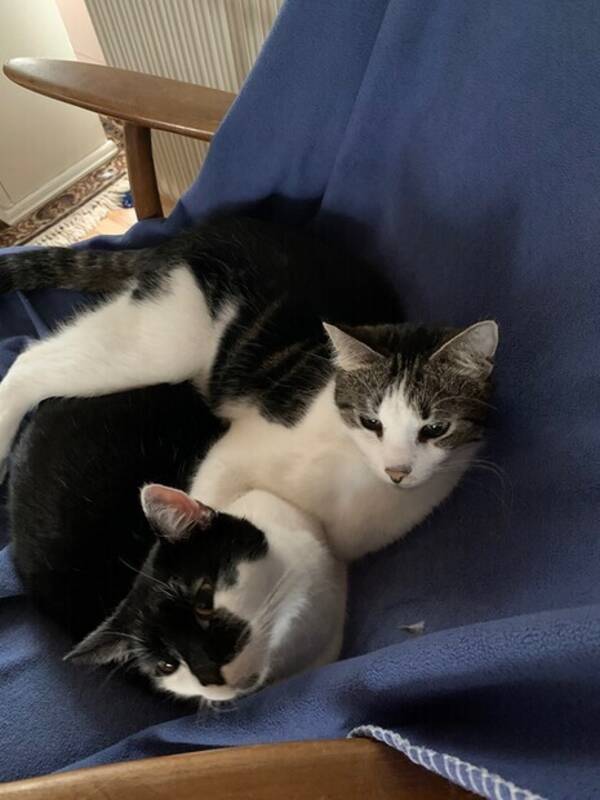 Katt - Flasch och Mowgli 