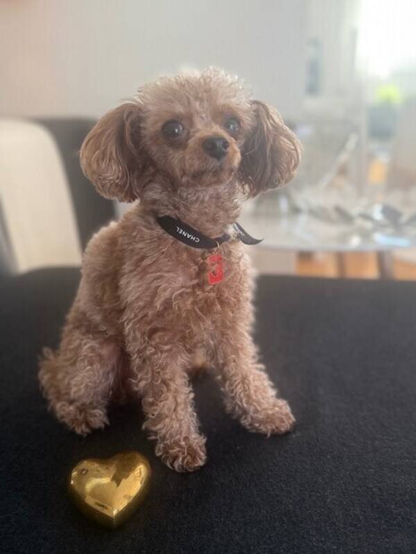 Hund - Tiny Toy Poodle 