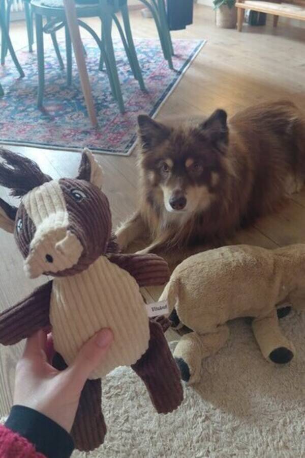 Hund - Den finska lapphunden Ollie